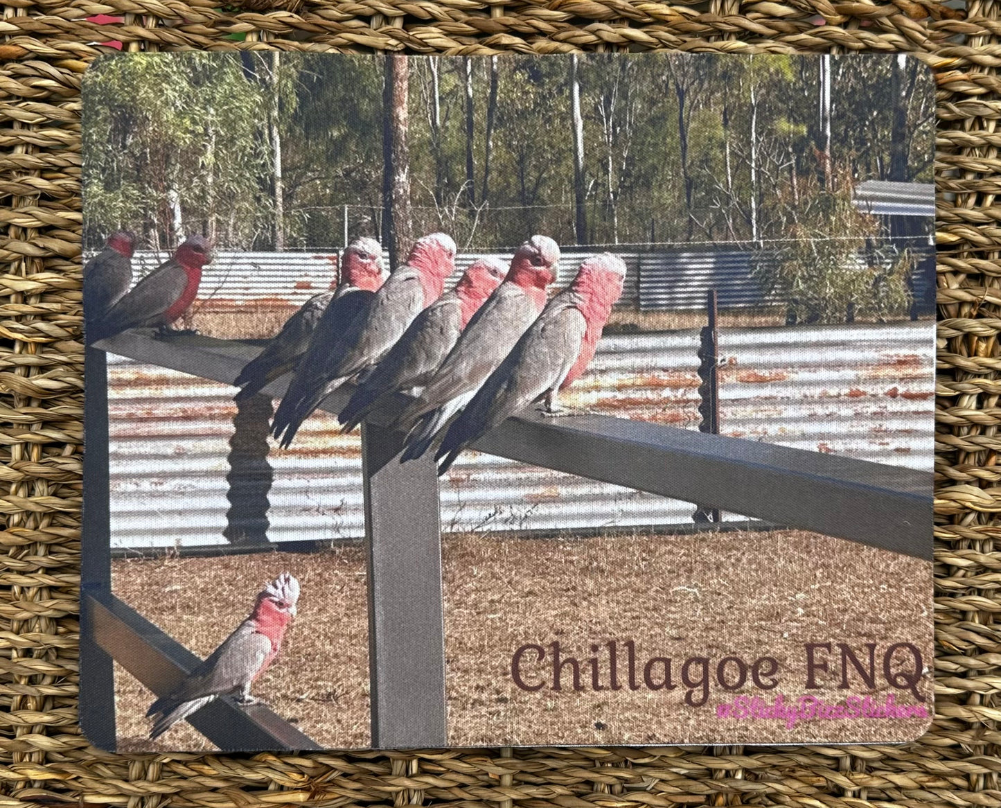 Galahs on the fence