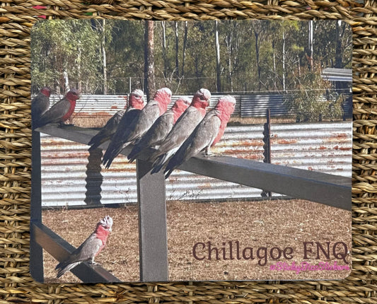 Galahs on the fence